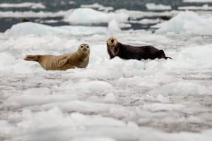 Harbor seals and sea otther on ice bergs in Barry Arm at Barry Glacier in Prince William Sound. Summer, Alaska Wildlife